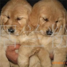宠物狗）供应纯种极品赛级金毛犬金毛寻回犬