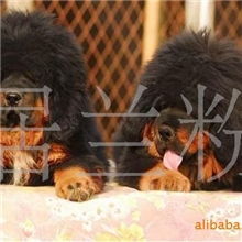 宠物狗藏獒藏獒幼犬藏獒狗