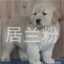 宠物狗）北京市最大的金毛导盲犬养殖基地-赛级金毛犬服务中心