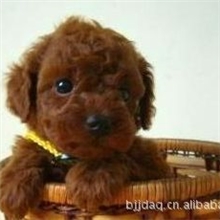 宠物狗）韩国引进的超小的玩具泰迪犬茶杯泰迪犬宝宝火热出售