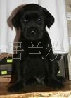 供应纯种健康的拉布拉多宠物狗拉布拉多幼犬