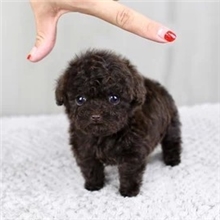 宠物狗）韩国赛级茶杯泰迪泰迪犬泰迪狗天天特价可刷卡