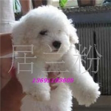 赛级比熊宝宝;比熊犬纯度好100%购买有保障售后服务好