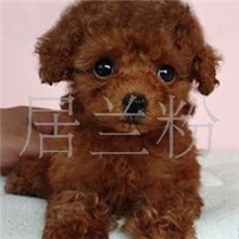 宠物狗玩具体泰迪熊犬泰迪熊狗狗泰迪贵宾犬