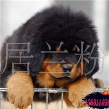 宠物狗藏獒血统纯正可办血统证书纯种藏獒