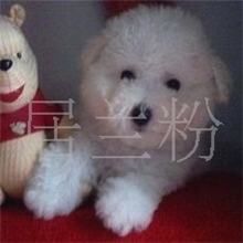 供应家养优质宠物狗（纯种比熊犬）比熊狗狗比熊