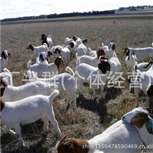 买波尔山羊-奶山羊种羊-到牧然种羊养殖场