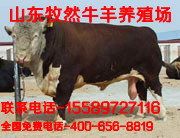 本场常年出售【夏洛莱-利木赞-鲁西黄牛-西门塔尔-肉牛犊】