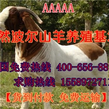 波尔山羊养羊户最佳的品种选择出肉率高繁殖快