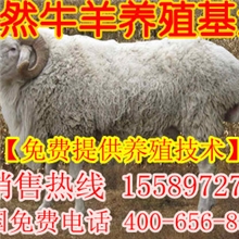 甘肃张掖小尾寒羊养殖场@高台小尾寒羊价格@小尾寒羊养殖前景