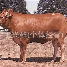 安阳肉牛价格-河南周口肉牛养殖场提供肉牛犊