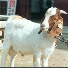 贵州养殖波尔山羊基地波尔山羊价格/波尔山羊种羊/羔羊销售