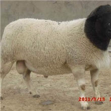 湖北江陵羊价格/波尔山羊/黑山羊/黄羊种羊价格
