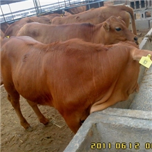 发家致富/天门地区养殖肉牛/是条路零风险高收入