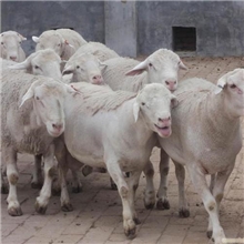 甘肃庆阳绵羊养殖买小尾寒羊羔羊育肥就到牧然种羊养殖场