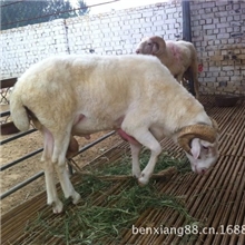 专业肉羊养殖场大量供应波尔山羊纯种小尾寒羊白山羊黑山羊