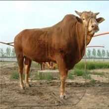 到哪里买肉牛犊火爆销售鲁西黄牛牛犊肉牛犊种牛免费送货到家