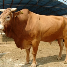 肉牛养殖基地低价销售优质鲁西黄牛西门塔尔利木赞牛犊种牛