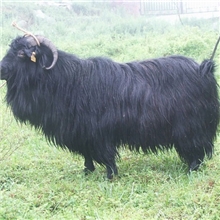 临漳县小尾寒羊养殖场大量供应黑山羊羊羔肉羊种羊供技术