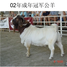 临漳县小尾寒羊养殖场大量供应波尔山羊羊羔种羊肉羊供技术