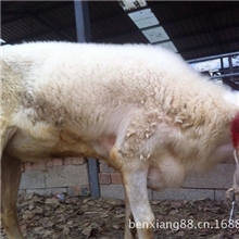 临漳县小尾寒羊养殖场大量供应小尾寒羊羊羔肉羊种羊供技术