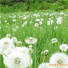 【基地直销】供应优质水保灌木种子-波斯菊、野菊花、金鸡菊、马