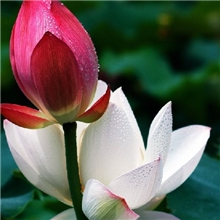 【基地直销】【批发特惠】供应优质水生花卉-荷花精品荷花/种藕