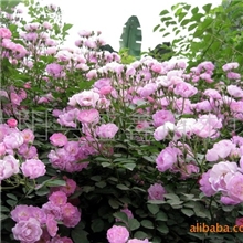 【基地直销】供应红花蔷薇(图)