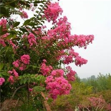 优质紫薇紫薇花盆景园林景观树木量多可选规格齐全