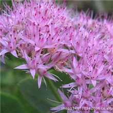 【紫薇花苗】批发零售、树苗、紫薇桂花、规格齐全