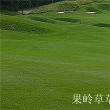 果岭草草皮高尔夫球场草皮优质草皮草皮批发厚实