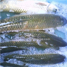 厂家直销、生态养殖、草鱼、鲫鱼、鲤鱼、水产鱼类
