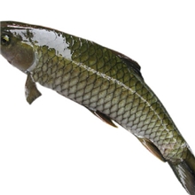 江西宜春、生态养殖、草鱼、鲫鱼、鲤鱼、水产鱼类、海鲜食材