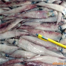 供应头足类的笔管鱼产品鱼类新鲜水产品