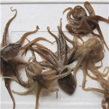 供应优质八爪鱼八带鱼水产品海产品【图】