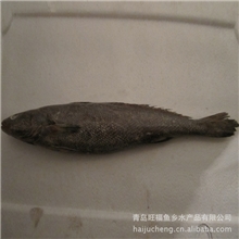 供应野生鳘鱼/鲜活鱼类/水产鱼类/鱼类批发