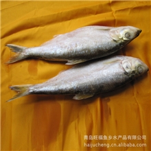 专业厂家直销海鲜优质白鳞鱼【图】