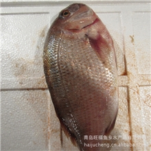 供应加吉鱼/鲜活鱼类/水产鱼类/鱼类批发【图】