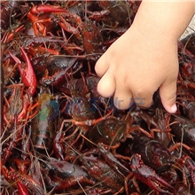 龙虾大量供应，小龙虾肉质饱满，批发零售，量大从优，品质保证