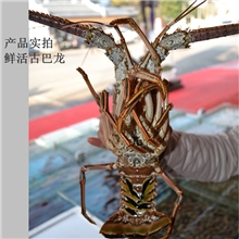 古巴龙大龙虾批发古巴龙虾批发海鲜批发酒店采购衡丰水产
