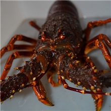 鲜活澳龙新鲜大龙虾澳洲龙虾海鲜星级酒店大量批发