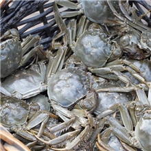 太湖大闸蟹精品母蟹1.8-2.2两螃蟹5斤起拍量大优惠送紫苏姜茶