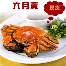 阳澄湖大闸蟹六月黄1.5-1.7两螃蟹10只起拍送紫苏姜茶聚蟹德