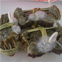 阳澄湖大闸蟹精品母蟹1.5-1.7两螃蟹5斤起拍量大优惠送蟹醋