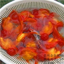 金鱼养殖场中高档金鱼批发观赏鱼金鱼鱼苗全国发货包活