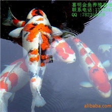 锦鲤鱼苗-锦鲤养殖技术-锦鲤批发价格