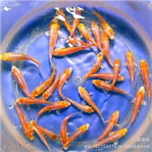 纯种日本锦鲤鱼苗水花批发订购进行中