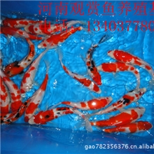 纯种锦鲤鱼苗批发供应观赏鱼日本锦鲤鱼苗