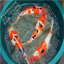 大规格高档红白昭和丹顶观赏鱼锦鲤日本锦鲤批发销售