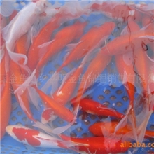 红鲫鱼养殖基地-红鲫鱼养殖基地报价-红鲫鱼养殖技术-红鲫鱼养殖